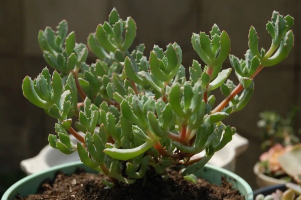 白凤菊不开花的原因，可能是花期未到、缺少阳光等因素造成