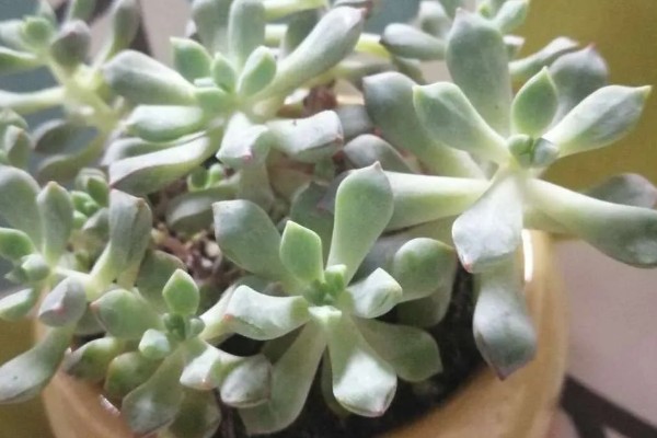 白凤菊不开花的原因，可能是花期未到、缺少阳光等因素造成