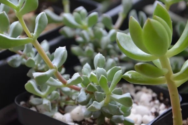 白凤菊不开花的原因，可能是花期未到、缺少阳光等因素造成