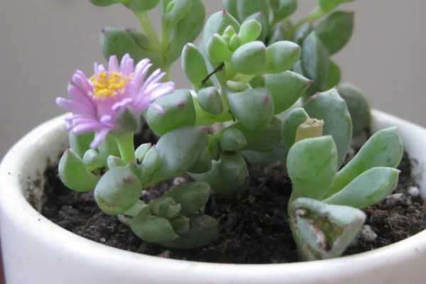 白凤菊不开花的原因，可能是花期未到、缺少阳光等因素造成