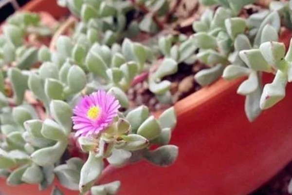 白凤菊不开花的原因，可能是花期未到、缺少阳光等因素造成