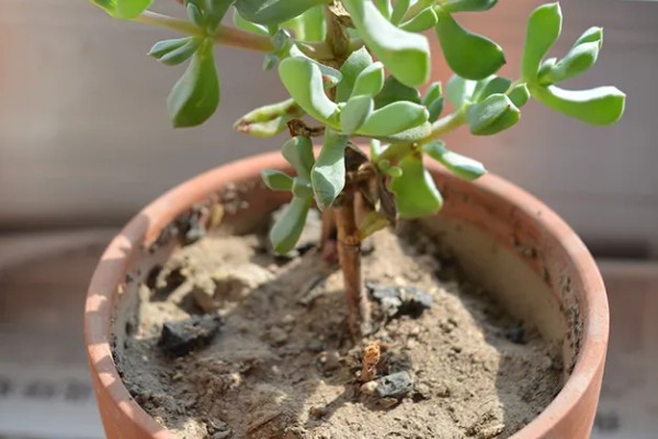 白凤菊不开花的原因，可能是花期未到、缺少阳光等因素造成