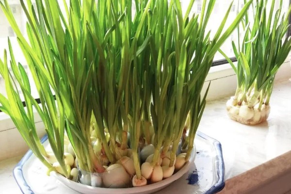 蒜苗如何种植，整地时要施入有机肥与复合肥