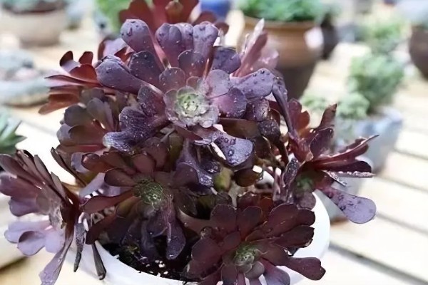 黑法师叶子一碰就掉的原因，可能是浇水过量所致