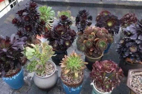 黑法师叶子一碰就掉的原因，可能是浇水过量所致