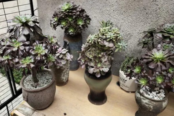 黑法师叶子一碰就掉的原因，可能是浇水过量所致