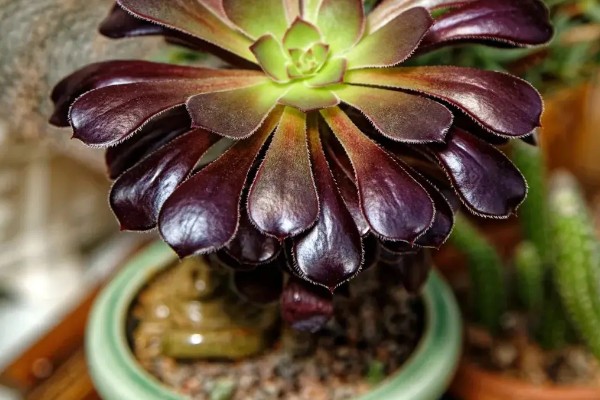 黑法师叶子一碰就掉的原因，可能是浇水过量所致