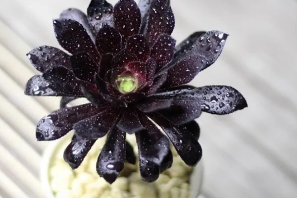 黑法师叶子一碰就掉的原因，可能是浇水过量所致