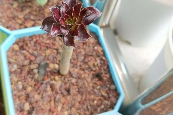 黑法师叶子一碰就掉的原因，可能是浇水过量所致