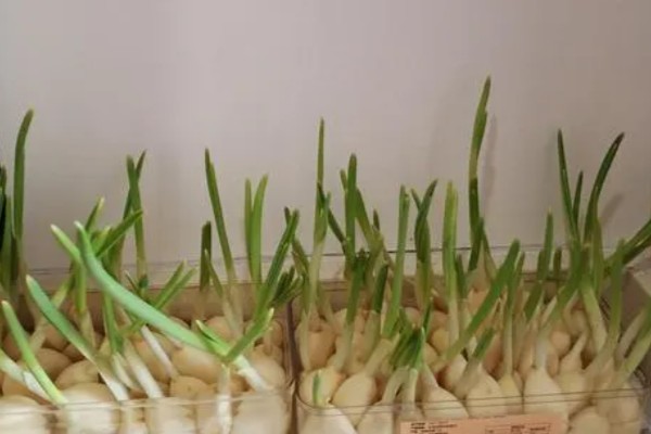 蒜苗如何种植，整地时要施入有机肥与复合肥