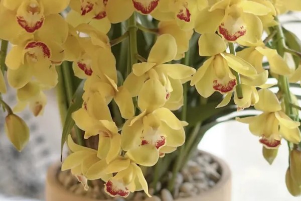 蕙兰黄金岁月的养殖方法，每隔10-20天追施一次肥料