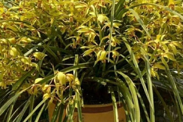 蕙兰黄金岁月的养殖方法，每隔10-20天追施一次肥料