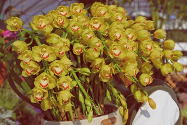 蕙兰黄金岁月的养殖方法，每隔10-20天追施一次肥料