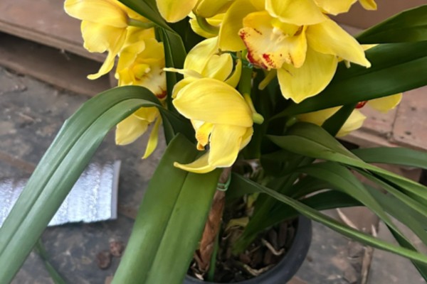 蕙兰黄金岁月的养殖方法，每隔10-20天追施一次肥料