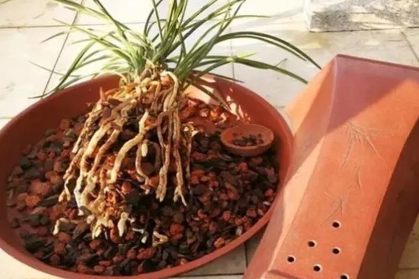 蕙兰黄金岁月的养殖方法，每隔10-20天追施一次肥料