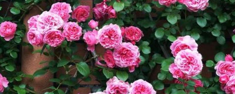 粉色达芬奇一年开多少次花，一年开2-3次花
