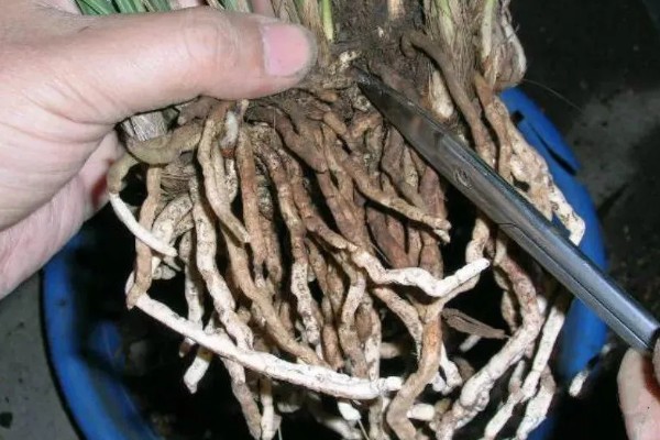 蕙兰黄金岁月的养殖方法，每隔10-20天追施一次肥料