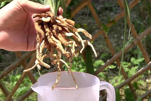 蕙兰黄金岁月的养殖方法，每隔10-20天追施一次肥料