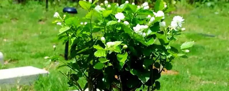 茉莉花换盆后过多长时间才能晒太阳，经过1周左右待植株服盆便可接受光照