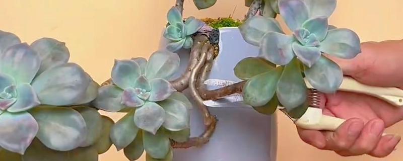 多肉的修剪方法，选择在天气晴朗的时候进行