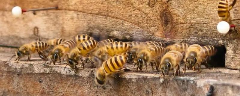 蜜蜂生长要经历哪些过程，分为卵期、幼虫期等4个时期