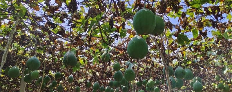瓜蒌病虫害的防治方法，不同病害的防治方法不同