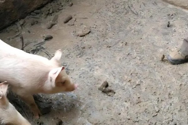 母猪吃粪便的原因，可能是缺乏营养所致