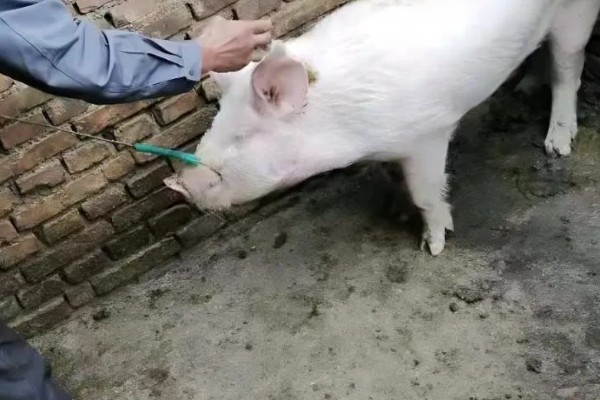 母猪吃粪便的原因，可能是缺乏营养所致