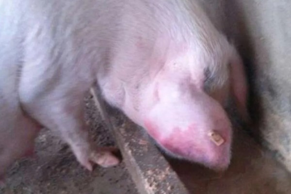 母猪吃粪便的原因，可能是缺乏营养所致