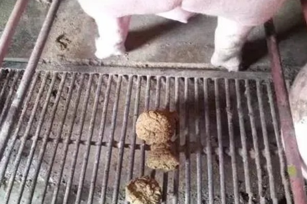 母猪吃粪便的原因，可能是缺乏营养所致