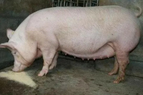 母猪吃粪便的原因，可能是缺乏营养所致