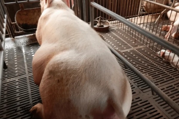 母猪吃粪便的原因，可能是缺乏营养所致