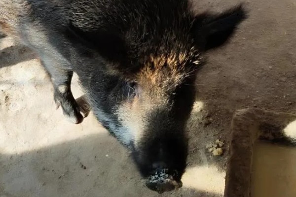 母猪吃粪便的原因，可能是缺乏营养所致