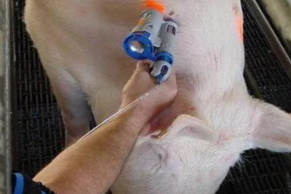 母猪吃粪便的原因，可能是缺乏营养所致