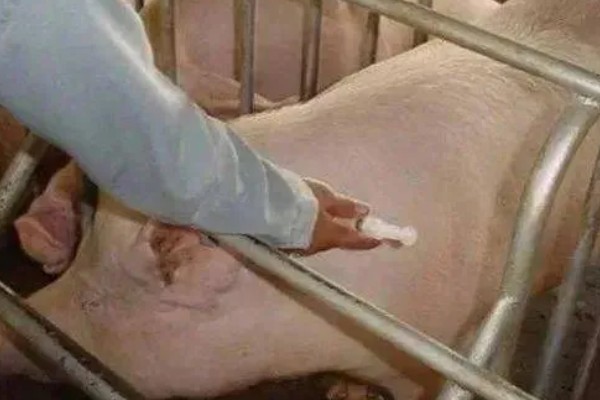 母猪吃粪便的原因，可能是缺乏营养所致