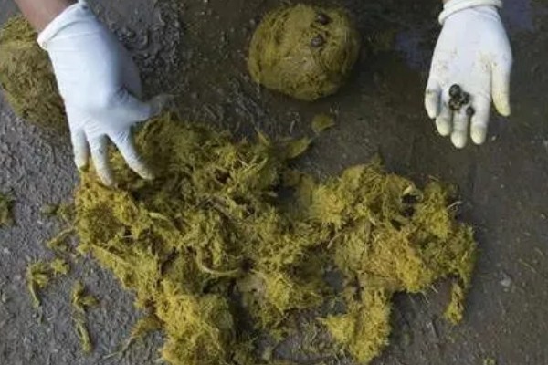 人粪尿属于哪种肥料,是一种富含养分的有机肥