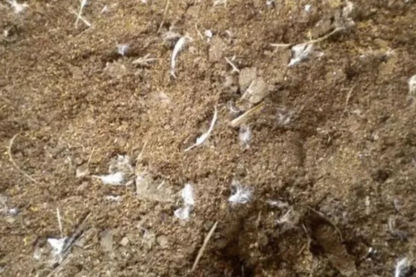 人粪尿属于哪种肥料,是一种富含养分的有机肥