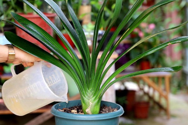 君子兰黄叶子如何处理，最适生长温度为15-25度