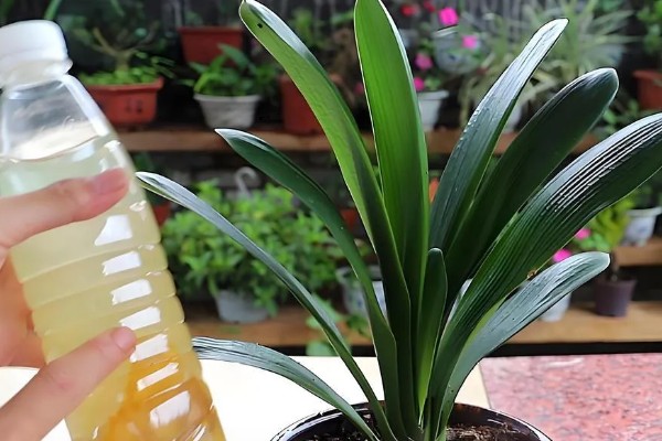 君子兰黄叶子如何处理，最适生长温度为15-25度