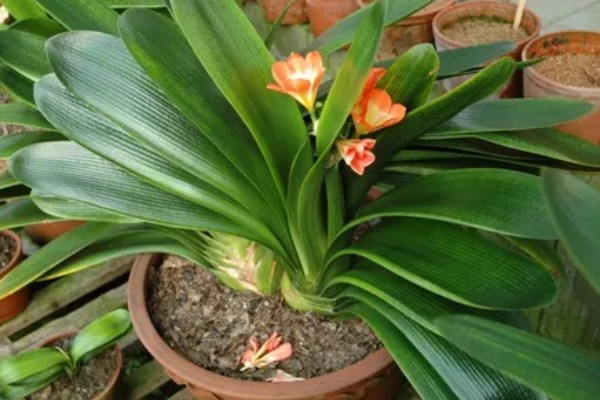 君子兰黄叶子如何处理，最适生长温度为15-25度