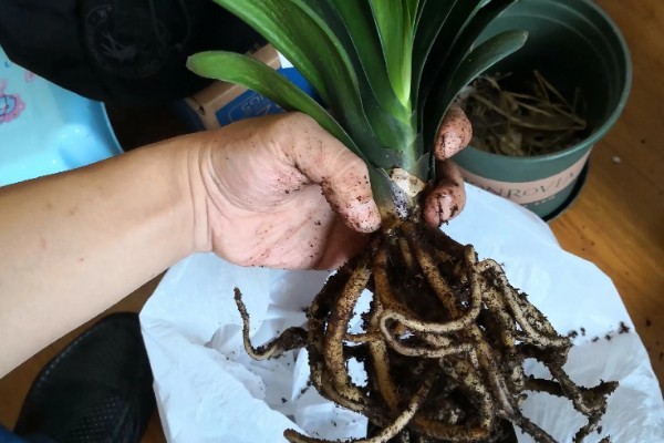 君子兰黄叶子如何处理，最适生长温度为15-25度