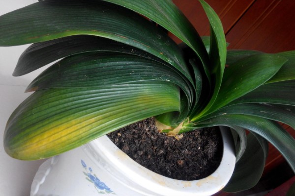 君子兰黄叶子如何处理，最适生长温度为15-25度