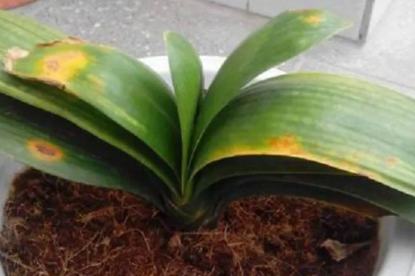 君子兰黄叶子如何处理，最适生长温度为15-25度