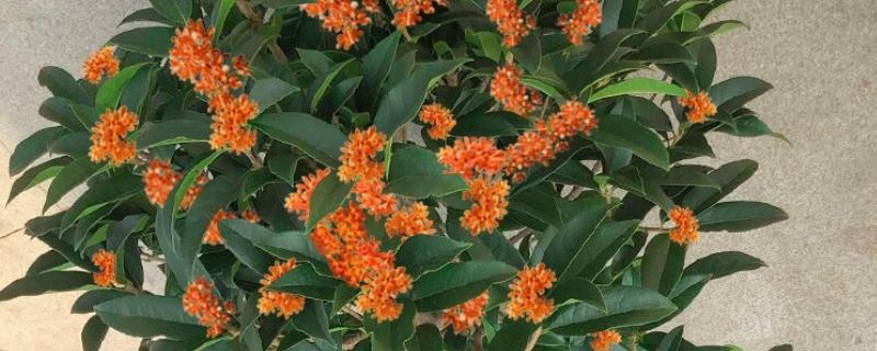 桂花树叶片枯黄后为什么会脱落，可能是过度浇水、缺少养分等因素所致