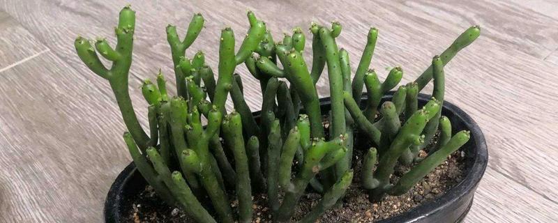 多肉光棍树的砍头方法，剪除上端过长的部分