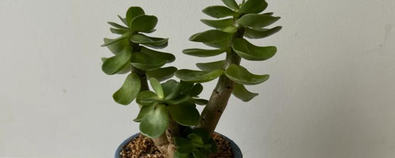 金钱木的生长习性，冬季尽可能保持10℃以上