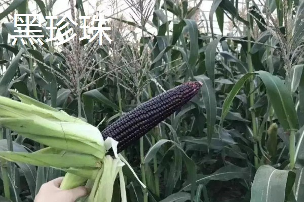 黑玉米的品种，黑珍珠、黑糯1号等品种很常见