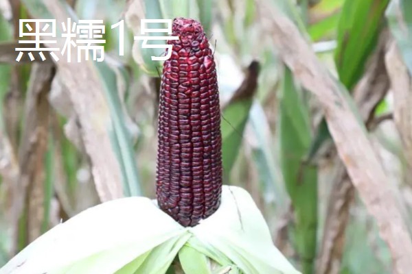 黑玉米的品种，黑珍珠、黑糯1号等品种很常见