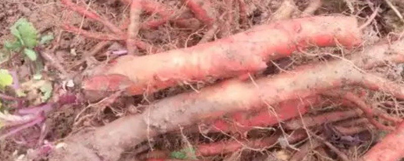 丹参和红参有什么区别，科属、外观等方面都不同