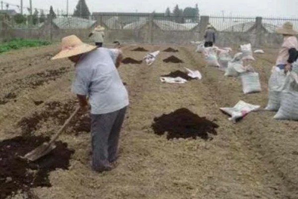 黑玉米的品种，黑珍珠、黑糯1号等品种很常见